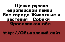 Щенки русско европейской лайки - Все города Животные и растения » Собаки   . Ярославская обл.